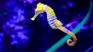 Prečo morský kôň pláva stojaci?