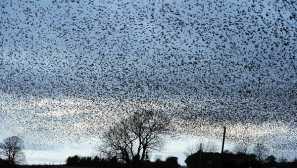 Prečo perie lietajú juh a aké vtáky zostávajú zimovanie vo svojej vlasti