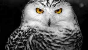 Polar owl: opis druhu, vlastnosti, v ktorých vták žije