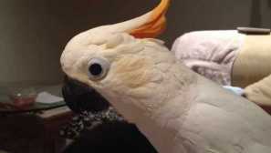Papagáje sme sa bavili, že sme sa rozhodli sa oženiť