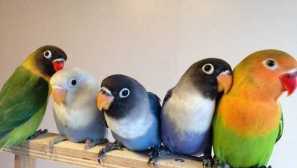 Uzemkhinoka parrots: popis, typy, starostlivosť a údržba