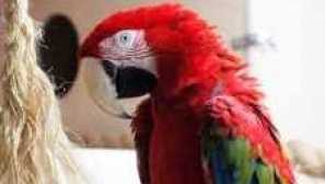 Parrot Ara Care and Content