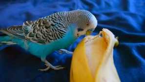 Parrot diktoval adresu pre ambulanciu, keď sa mama stala zlými