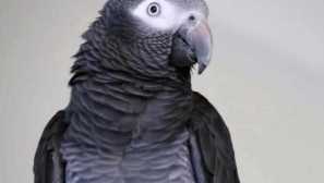 Parrot sa k nám rokuje o rovnakom a dokonca aj ako