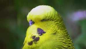 Parrot zachránil svoju mačku od niekoho iného