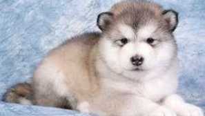 Pes plemeno alaskan malamute