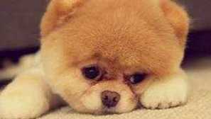 Plemeno psov je pomeranian spitz a chau-chau vyzerajú ako medvede