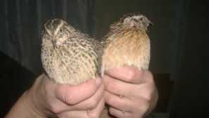 Quail breed: foto a popis, rozdiely mužov a žien