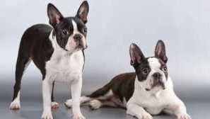 Plemeno psov, ktoré nestratia