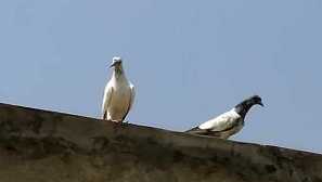 Plemená s vysokým obsahom holubov