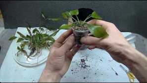 Výsadba akvarijných rastlín