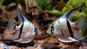 Hawting aquarium fish