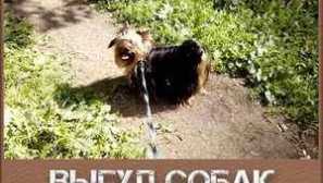 Pravidlá chôdze na psoch na verejných miestach