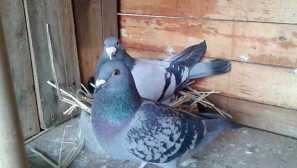 Prípravky na holuby