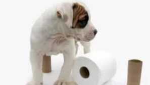 Príčiny čiernych výkalov u psa, mačky: norma, choroba, čo robiť