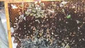 Aplikácia voskového mora tinktúry