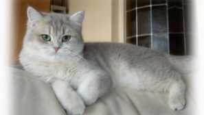 Short scottish cat: popis, foto