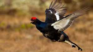 O bird tetherieva: ako to vyzerá a kde prebýva