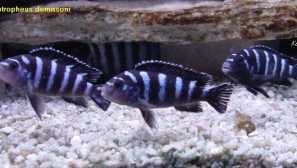 Pseudotrofi zdravie: obsah, chov, kompatibilita, video