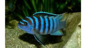 Pseudotrofius zebra, pseudotrofius pindani, pseudotrofound viacfarebný.