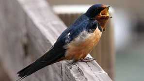 Bird slviatok: rustic, urban a ďalšie