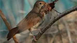 Mukholovka vták: biotop, životný štýl, diéta