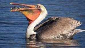 Pelikánny vták: životný štýl, biotop, kde sú rybné záhyby
