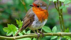 Bird zaryanka, známa ako malinovka