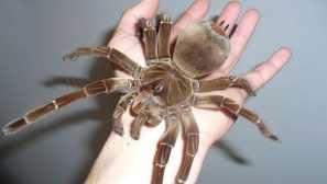 Blood-goliath, alebo tep blondínky