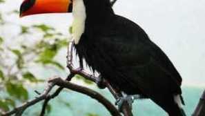 Vtáky s červeným prsníkom a žltým zobákom