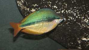 Trojpásie iris (melanotaenia trifasciata) popis reprodukcia fotografií