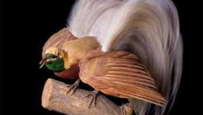 Paradise vtákov: hlavní zástupcovia rodiny, funkcií a fotografií