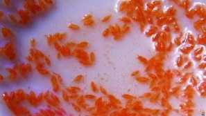 Krmivo v tvare kôry pre rybie akvarijné