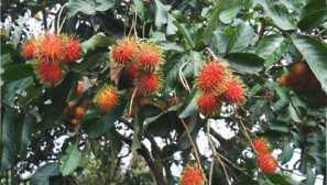 Rambutan