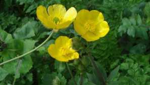 Rannunkulus. Pestovanie a starostlivosť doma