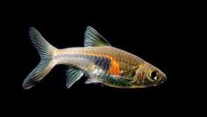 Hengel rabs popis, riedenie, obsah, jedlo, foto.