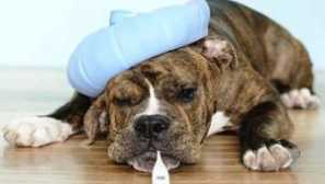 Bežné ochorenia psov, ich príznaky a príznaky