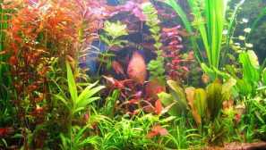 Rastliny v akváriu-popis, teplote, tuhosť, vodotesná reakcia
