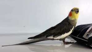 Je korell parrot hovoriť