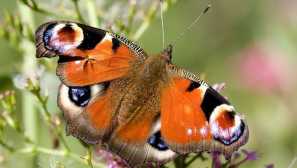 Rozmanitosť a krásu rôznych typov motýľov