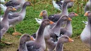 Chov, údržba a starostlivosť o husi doma