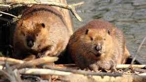 Rieka a európsky bobor. Vlastnosti bobrov