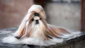 Aké jedlo je najlepšie vhodné pre Shi-Tzu?