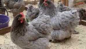 Hodnotenie najviac mäsových plemien kurčiat s popisom