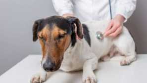 Riziká pre psov pre psov pri komunikácii s inými zvieratami na ulici