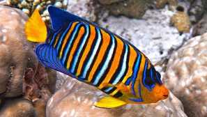 Anjel ryby v útesovom akváriu