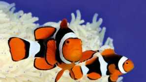 Cloown fish: bright coral fish