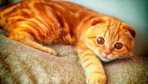 Red scottish fold cat: história pôvodu, genetics farba a vlastnosti charakteru