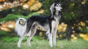 Saluki: Popis plemena, charakter, kŕmenie, vzdelávanie a odborná príprava