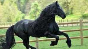 Najkrajšie a slávnejšie kone na svete